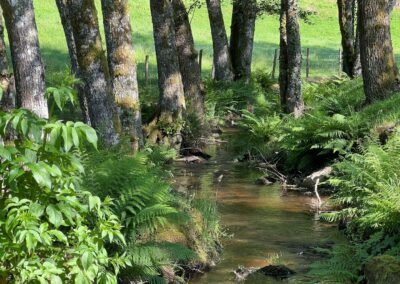Vue ruisseau