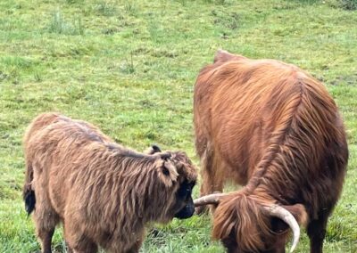 Galerie photos - Vaches Highlands