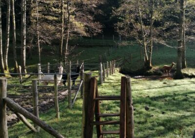 Galerie photos - Terrain Alpagas