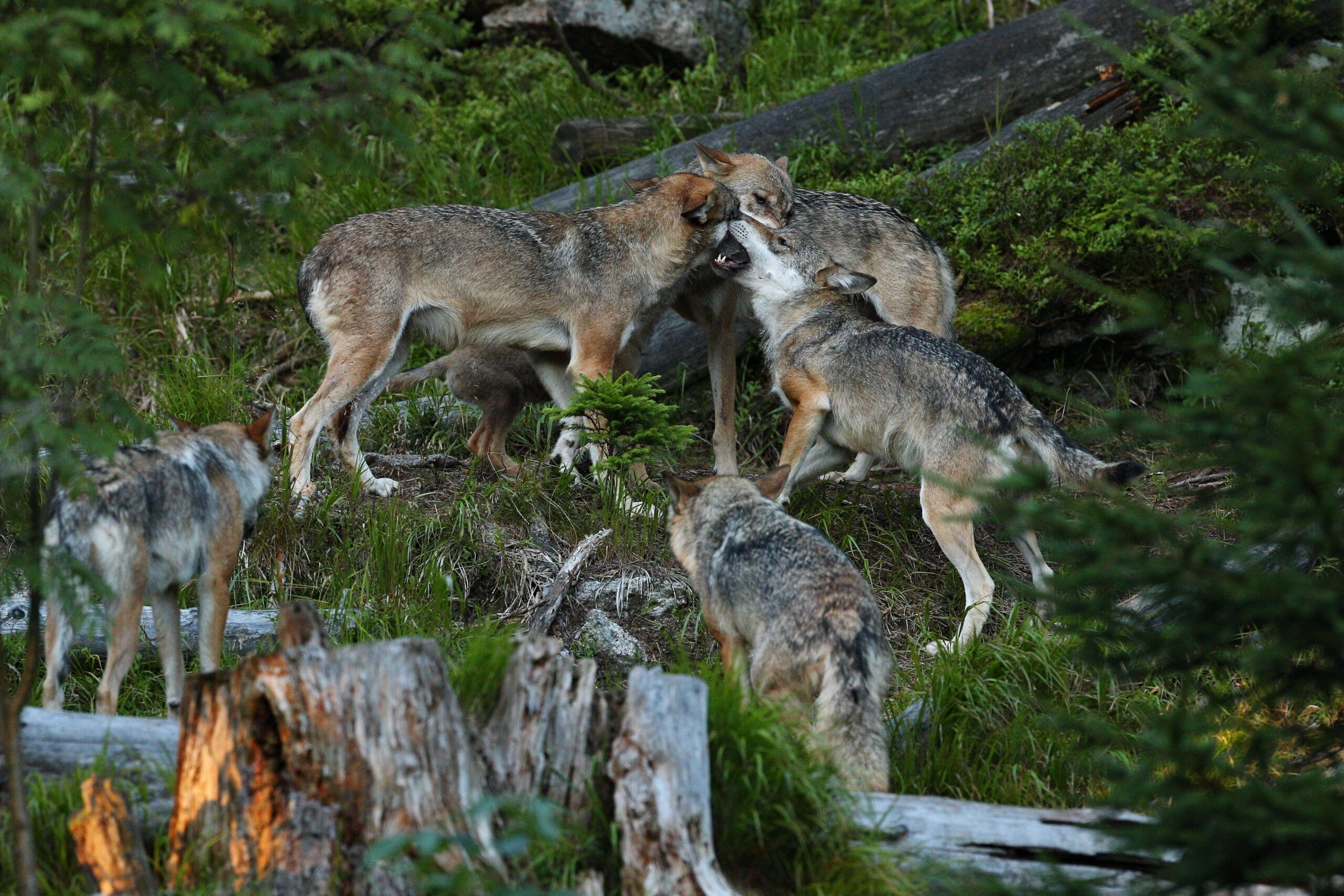 Loups Chabrières Activités Limousin : loups-de-Chabrieres